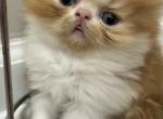 Red White Persian - Persian Kitten For Sale - Clarksville, TN, US