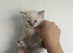 Apple from Litter A - Siberian Kitten For Sale - North Port, FL, US