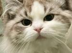 Misha - Ragdoll Kitten For Sale - 