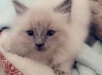 Daisy - Ragdoll Kitten For Sale - Eau Claire, WI, US
