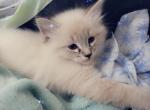 Lily - Ragdoll Kitten For Sale - Eau Claire, WI, US