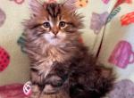 Juniper - Siberian Kitten For Sale - Clintwood, VA, US