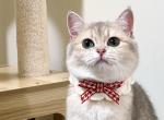 Dina - British Shorthair Cat For Sale - Staten Island, NY, US