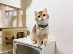 bob - British Shorthair Cat For Sale - Staten Island, NY, US