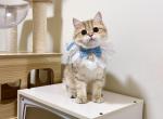 harry - British Shorthair Cat For Sale - Staten Island, NY, US