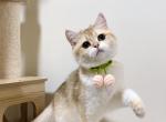 apple - British Shorthair Cat For Sale - Staten Island, NY, US