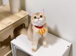 Nabe - British Shorthair Kitten For Sale - 