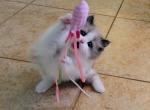 Jingle - Ragdoll Kitten For Sale - Glendale, AZ, US