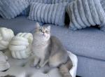 Absolutely beautiful British shorthair female kitt - British Shorthair Cat For Sale - New York, NY, US