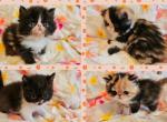 Lucky Stars Babies - Persian Kitten For Sale - Fort Worth, TX, US