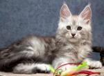 Orbit - Maine Coon Cat For Sale - Miami, FL, US