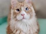 Winnie - Maine Coon Cat For Sale - Miami, FL, US