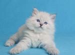 Rikki - Siberian Cat For Sale - Houston, TX, US