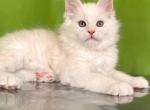 Vinti - Maine Coon Cat For Sale - Miami, FL, US