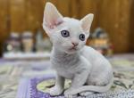 Olaf - Devon Rex Kitten For Sale - Norwalk, CT, US