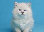 Rikki - Siberian Kitten For Sale - Gurnee, IL, US