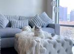 Sweet Muffin ragdoll kitty - Ragdoll Cat For Sale - Indianapolis, IN, US