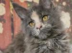 Fendi - Maine Coon Cat For Sale - Brighton, CO, US