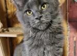 Pharaoh - Maine Coon Cat For Sale - Brighton, CO, US