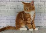 Baks - Maine Coon Cat For Sale - Brighton, CO, US