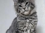 Geroz - Maine Coon Cat For Sale - Brighton, CO, US