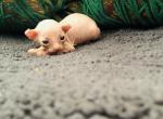 Murphy   Mila X Santiago Litter - Sphynx Kitten For Sale - Andover, CT, US