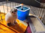 Queenie Scottish Folds 1 - Scottish Fold Kitten For Sale - Denver, CO, US