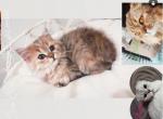 Scottish Straight - Scottish Straight Kitten For Sale - Avon, IN, US