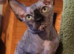 Fiona - Sphynx Cat For Sale - Mundelein, IL, US