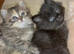 Two Fur Balls - Siberian Kitten For Sale - Hopatcong, NJ, US