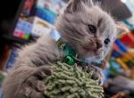 Russian Ragdoll - Ragdoll Kitten For Sale - 