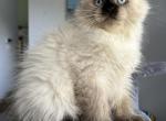 Diva - Siberian Kitten For Sale - Bonita Springs, FL, US