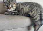 Sanya - Scottish Straight Kitten For Sale - 