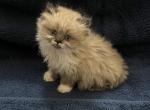 No Name Yet - Persian Kitten For Sale - North Tonawanda, NY, US