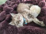 Titan - Maine Coon Kitten For Sale - Seattle, WA, US