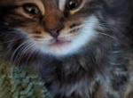 Maine Coone fluffballs - Maine Coon Kitten For Sale - 