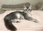 Dasher - Scottish Straight Kitten For Sale - New York, NY, US