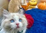 Alex - Ragdoll Kitten For Sale - Fairfax, VA, US