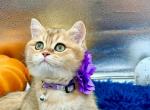 Alba - British Shorthair Kitten For Sale - Gaithersburg, MD, US