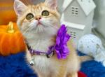 Milka - British Shorthair Kitten For Sale - Gaithersburg, MD, US