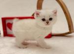 Amore - British Shorthair Kitten For Sale - Portland, OR, US