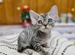 Thomas - Devon Rex Cat For Sale - Brooklyn, NY, US