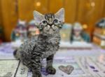 Teddy Devon rex - Devon Rex Kitten For Sale - Brooklyn, NY, US