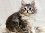 Orchid - Maine Coon Kitten For Sale - Brooklyn, NY, US