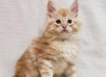 Onyx - Maine Coon Kitten For Sale - Brooklyn, NY, US