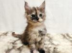 Rosalie Natalie - Maine Coon Kitten For Sale - Brooklyn, NY, US