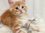 Rudik Shadik - Maine Coon Kitten For Sale - Brooklyn, NY, US