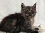 Ramses Zess - Maine Coon Kitten For Sale - Brooklyn, NY, US