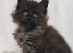 Ramik Tamik - Maine Coon Kitten For Sale - Brooklyn, NY, US