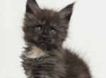 Renesmee Esme - Maine Coon Kitten For Sale - Brooklyn, NY, US